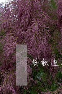 贷款逾期在银行监管期 贷款逾期在银行监管期