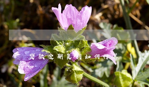 贷款逾期复利如何计算 贷款逾期复利如何计算