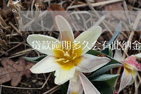 贷款逾期多久会有此纳金 贷款逾期多久会有此纳金