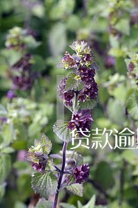 贷款逾期多久会有通知 贷款逾期多久会有通知