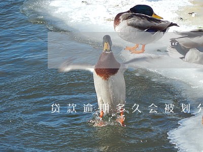 贷款逾期多久会被划分为死账 贷款逾期多久会被划分为死账