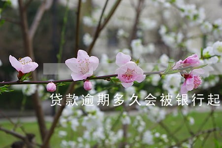 贷款逾期多久会被银行起诉 贷款逾期多久会被银行起诉