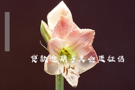 贷款逾期多久会进征信 贷款逾期多久会进征信