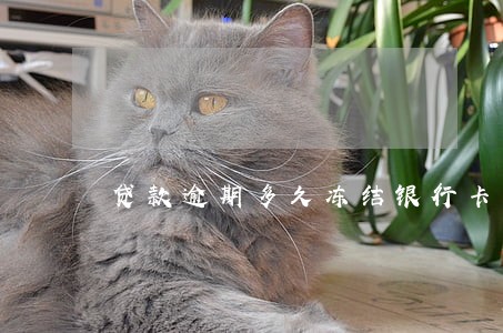 贷款逾期多久冻结银行卡 贷款逾期多久冻结银行卡