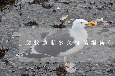 贷款逾期多久征信报告有 贷款逾期多久征信报告有