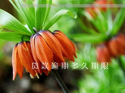 贷款逾期多久期限 贷款逾期多久期限