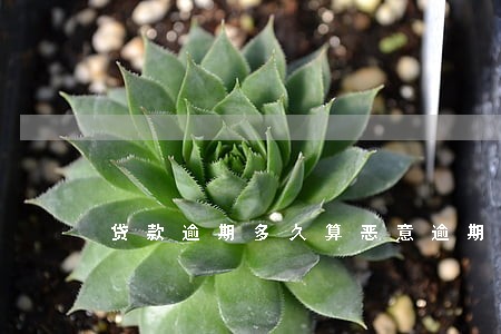 贷款逾期多久算恶意逾期 贷款逾期多久算恶意逾期