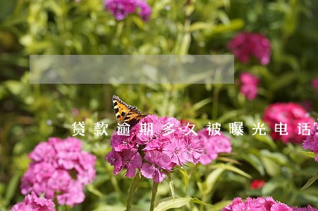 贷款逾期多久被曝光电话本吗 贷款逾期多久被曝光电话本吗