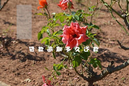 贷款逾期多久还款 贷款逾期多久还款