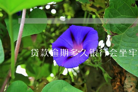 贷款逾期多久银行会坐牢吗 贷款逾期多久银行会坐牢吗