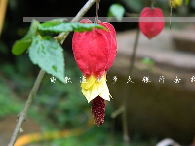 贷款逾期多久银行会找你