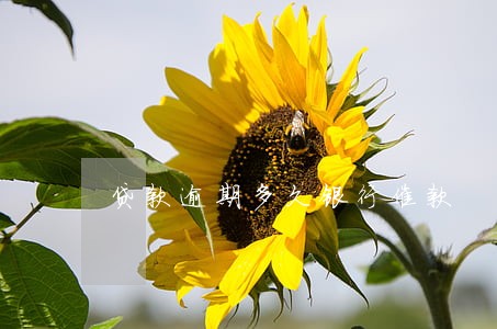 贷款逾期多久银行催款 贷款逾期多久银行催款