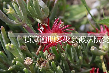 贷款逾期多少会被法院受理 贷款逾期多少会被法院受理