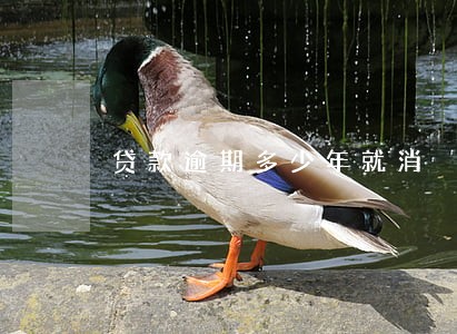 贷款逾期多少年就消 贷款逾期多少年就消