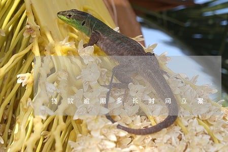 贷款逾期多长时间立案 贷款逾期多长时间立案