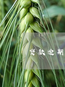 贷款逾期多长时间被拉黑 贷款逾期多长时间被拉黑