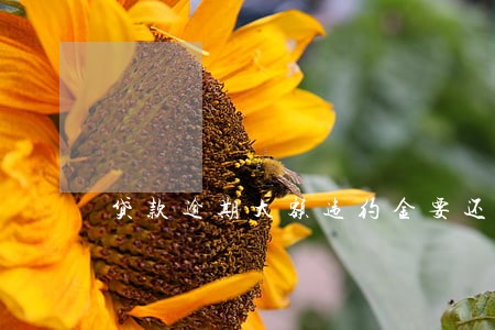 贷款逾期大额违约金要还吗