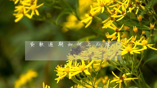 贷款逾期如何上征信