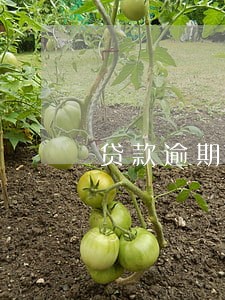 贷款逾期如何通知书 贷款逾期如何通知书