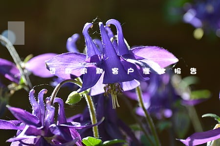 贷款逾期客户催收报告 贷款逾期客户催收报告