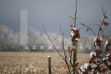 贷款逾期对信用有关系