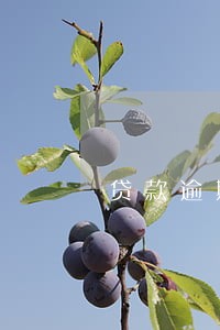 贷款逾期属于资产 贷款逾期属于资产