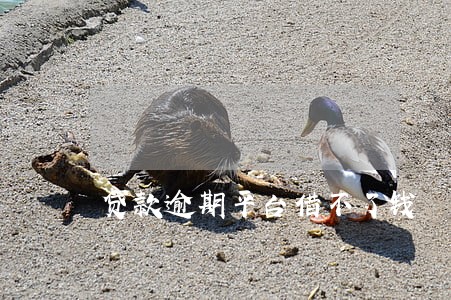 贷款逾期平台借不了钱