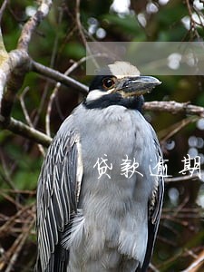 贷款逾期平台逾期费用 贷款逾期平台逾期费用