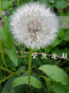 贷款逾期强制销户