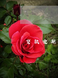 贷款逾期影响分期买车吗 贷款逾期影响分期买车吗