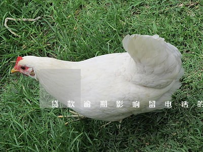 贷款逾期影响留电话的同事吗
