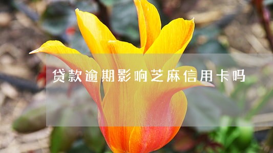 贷款逾期影响芝麻信用卡吗 贷款逾期影响芝麻信用卡吗