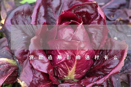 贷款逾期影响选村长么