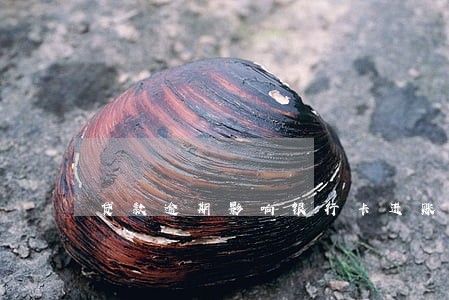 贷款逾期影响银行卡进账吗 贷款逾期影响银行卡进账吗