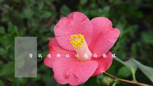 贷款逾期征信洗白教程 贷款逾期征信洗白教程