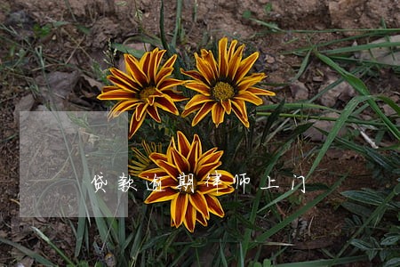 贷款逾期律师上门 贷款逾期律师上门