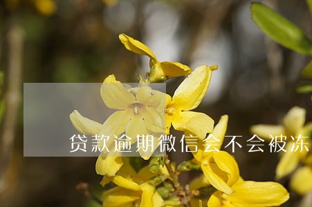 贷款逾期微信会不会被冻结 贷款逾期微信会不会被冻结