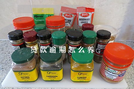 贷款逾期怎么养 贷款逾期怎么养