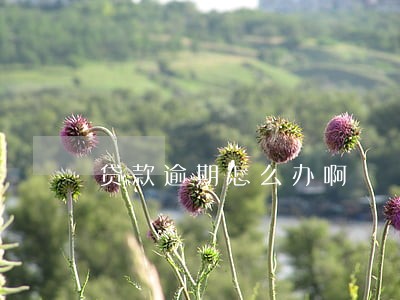 贷款逾期怎么办啊 贷款逾期怎么办啊