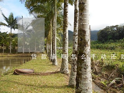贷款逾期怎么手动还款 贷款逾期怎么手动还款