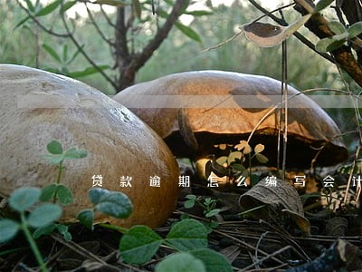 贷款逾期怎么编写会计分录 贷款逾期怎么编写会计分录