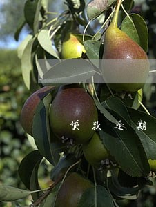 贷款逾期怎么能不还逾期费用 贷款逾期怎么能不还逾期费用