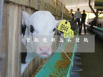 贷款逾期怎么贷款 贷款逾期怎么贷款