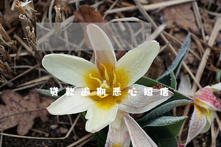 贷款逾期恶心短信 贷款逾期恶心短信