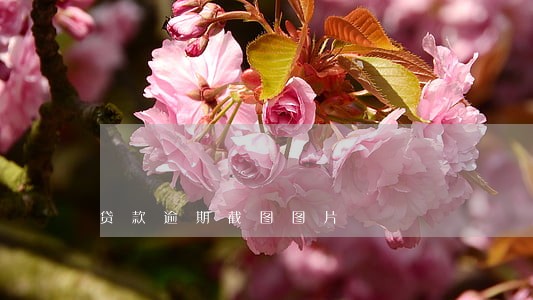 贷款逾期截图图片 贷款逾期截图图片