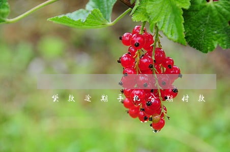 贷款逾期手机分期付款 贷款逾期手机分期付款