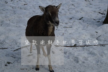 贷款逾期手机号可以吗 贷款逾期手机号可以吗
