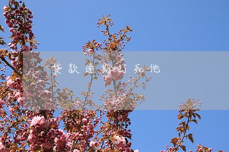 贷款逾期打死他 贷款逾期打死他