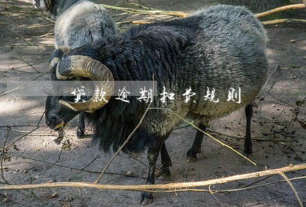 贷款逾期扣费规则 贷款逾期扣费规则