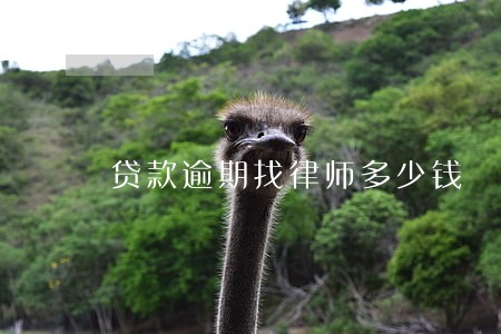 贷款逾期找律师多少钱 贷款逾期找律师多少钱
